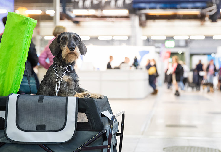 Schedule World Dog Show 2025